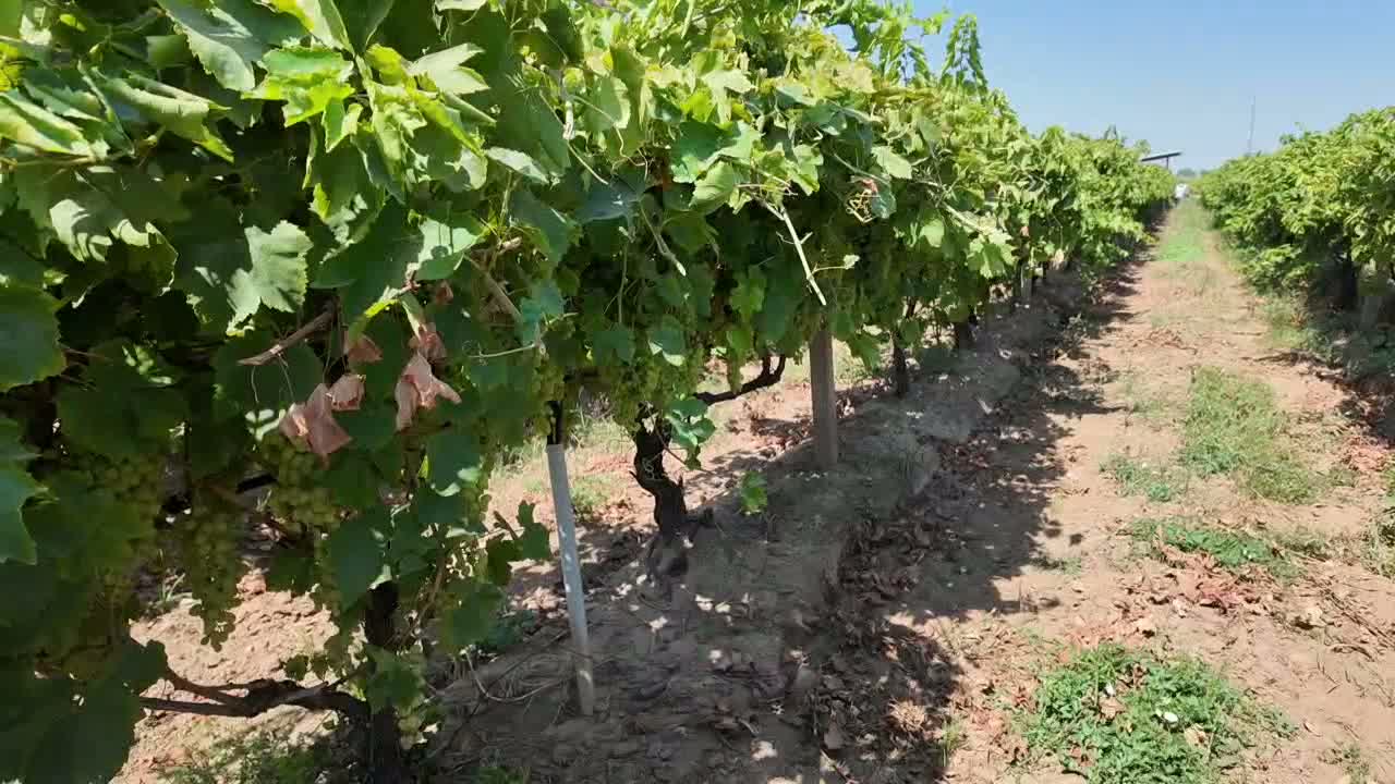 üzüm fiyatları