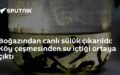 Canlı sülük